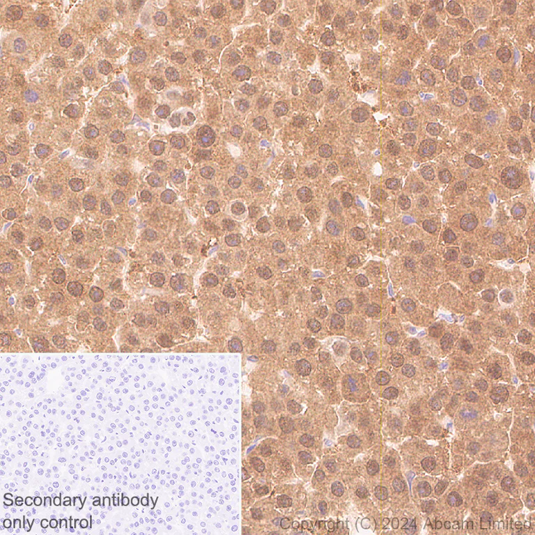 Immunohistochemistry (Formalin/PFA-fixed paraffin-embedded sections) - Anti-GLO1 antibody [EPR29834-525] (AB320837)