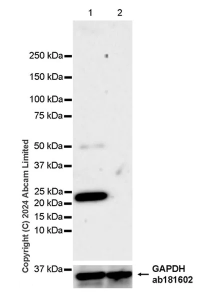 Western blot - Anti-GLO1 antibody [EPR29834-525] (AB320837)