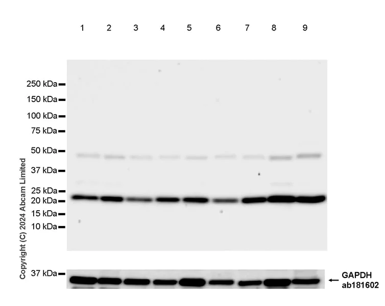 Western blot - Anti-GLO1 antibody [EPR29834-525] (AB320837)
