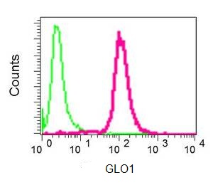 Flow Cytometry (Intracellular) - Anti-GLO1 antibody [EPR8878] (AB137098)