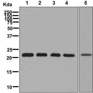 Western blot - Anti-GLO1 antibody [EPR8878] (AB137098)