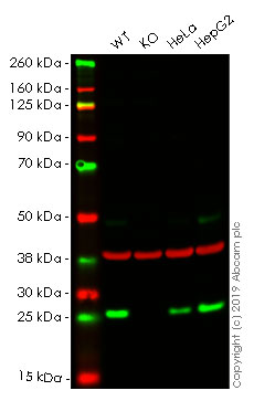 Western blot - Anti-GLO1 antibody [EPR8878] - BSA and Azide free (AB248817)