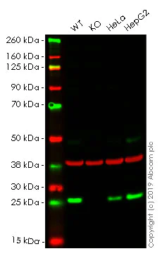 Western blot - Anti-GLO1 antibody [EPR8878] - BSA and Azide free (AB248817)