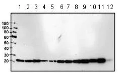 Western blot - Anti-GLO1 antibody [Glo1a] (AB171121)