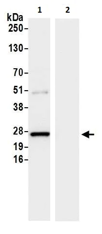 Immunoprecipitation - Anti-GLO1 antibody - N-terminal (AB226353)