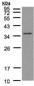 Western blot - Anti-GLOD4 antibody (AB96194), expandable thumbnail
