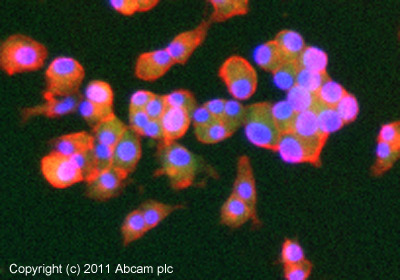 Immunocytochemistry/ Immunofluorescence - Anti-GLP-1 antibody [11E2] (AB23468)