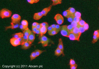 Immunocytochemistry/ Immunofluorescence - Anti-GLP-1 antibody [11E2] (AB23468)