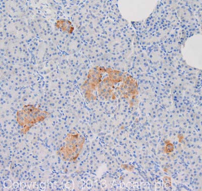 Immunohistochemistry (Formalin/PFA-fixed paraffin-embedded sections) - Anti-GLP-1 antibody [1B7B4] (AB36598)