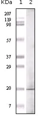 Western blot - Anti-GLP-1 antibody [1B7B4] (AB36598)