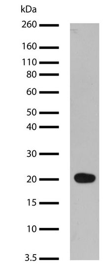 Western blot - Anti-GLP-1 antibody [24H1L3] (AB200474)