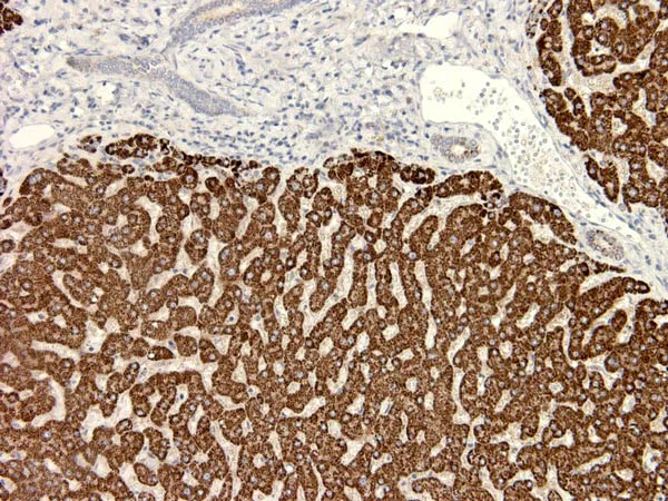 Immunohistochemistry (Formalin/PFA-fixed paraffin-embedded sections) - Anti-GLP-1 antibody [5B10] (AB191894)