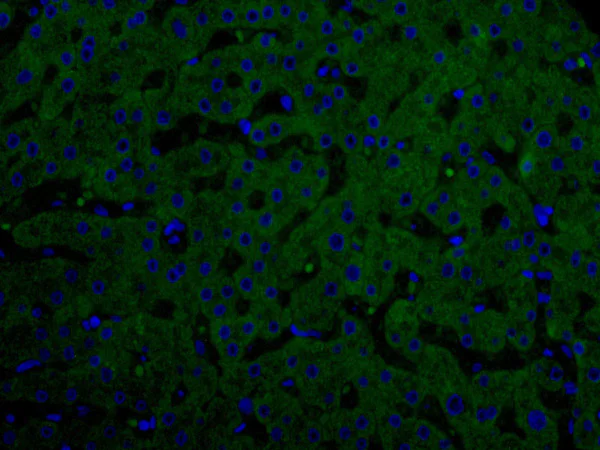 Immunohistochemistry (Formalin/PFA-fixed paraffin-embedded sections) - Anti-GLP-1 antibody [5B10] (AB191894)