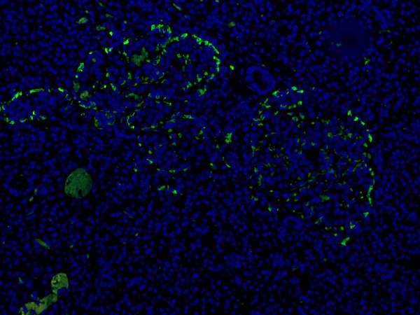 Immunohistochemistry (Formalin/PFA-fixed paraffin-embedded sections) - Anti-GLP-1 antibody [5B10] (AB191894)