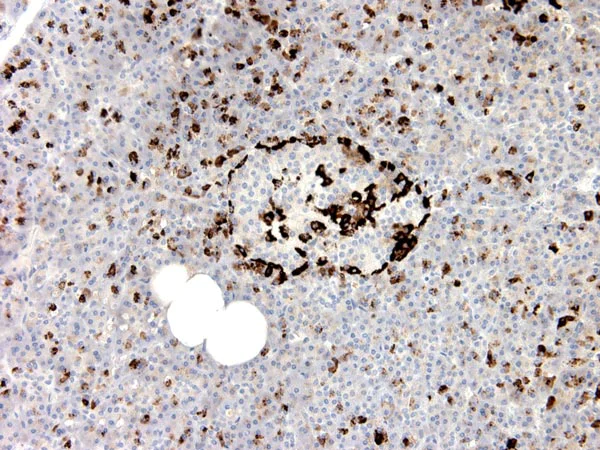 Immunohistochemistry (Formalin/PFA-fixed paraffin-embedded sections) - Anti-GLP-1 antibody [5B10] (AB191894)