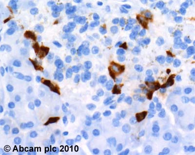 Immunohistochemistry (Formalin/PFA-fixed paraffin-embedded sections) - Anti-GLP-1 antibody [8G9] (AB26278), expandable thumbnail