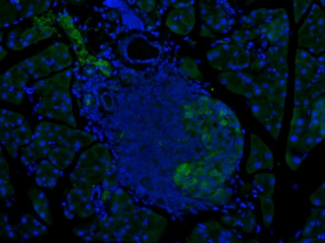 Immunohistochemistry (Formalin/PFA-fixed paraffin-embedded sections) - Anti-GLP-1 antibody [8G9] (AB26278), expandable thumbnail