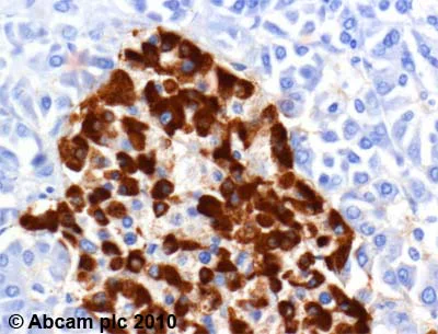 Immunohistochemistry (Formalin/PFA-fixed paraffin-embedded sections) - Anti-GLP-1 antibody (AB22625)