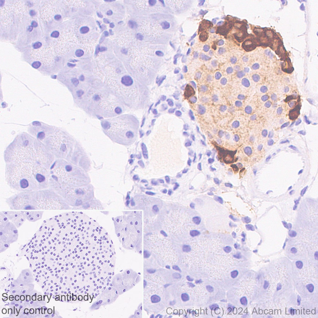 Immunohistochemistry (Formalin/PFA-fixed paraffin-embedded sections) - Anti-GLP-1 antibody [EPR4042-1] (AB108443)