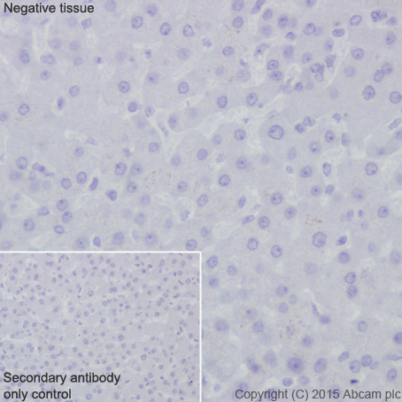 Immunohistochemistry (Formalin/PFA-fixed paraffin-embedded sections) - Anti-GLP-1 antibody [EPR4042-1] (AB108443)