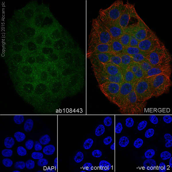 Immunocytochemistry/ Immunofluorescence - Anti-GLP-1 antibody [EPR4042-1] - BSA and Azide free (AB226036)