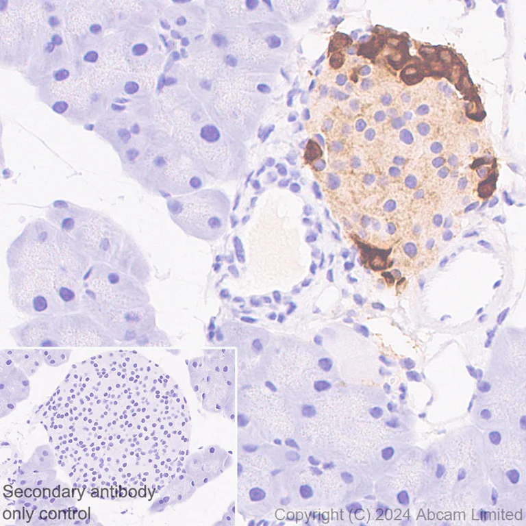 Immunohistochemistry (Formalin/PFA-fixed paraffin-embedded sections) - Anti-GLP-1 antibody [EPR4042-1] - BSA and Azide free (AB226036)