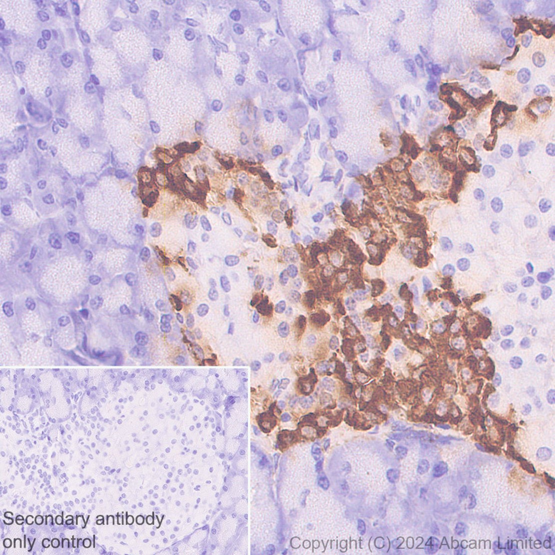 Immunohistochemistry (Formalin/PFA-fixed paraffin-embedded sections) - Anti-GLP-1 antibody [EPR4042-1] - BSA and Azide free (ab226036), expandable thumbnail