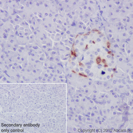 Immunohistochemistry (Formalin/PFA-fixed paraffin-embedded sections) - Anti-GLP-1 antibody [EPR4042-1] - BSA and Azide free (AB226036), expandable thumbnail