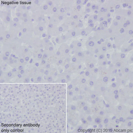 Immunohistochemistry (Formalin/PFA-fixed paraffin-embedded sections) - Anti-GLP-1 antibody [EPR4042-1] - BSA and Azide free (AB226036)