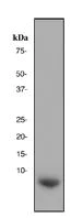 Western blot - Anti-GLP-1 antibody [EPR4042-1] - BSA and Azide free (AB226036)