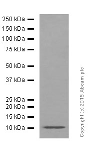 Western blot - Anti-GLP-1 antibody [EPR4042-1] - BSA and Azide free (AB226036), expandable thumbnail