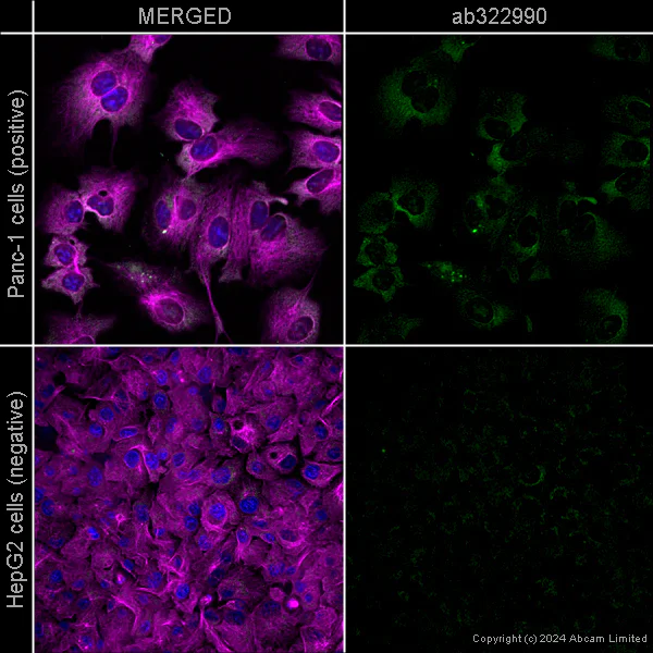 Immunocytochemistry/ Immunofluorescence - Anti-GLP-1 antibody [EPR4042-1] - Mouse IgG1 (Chimeric) (AB322990)