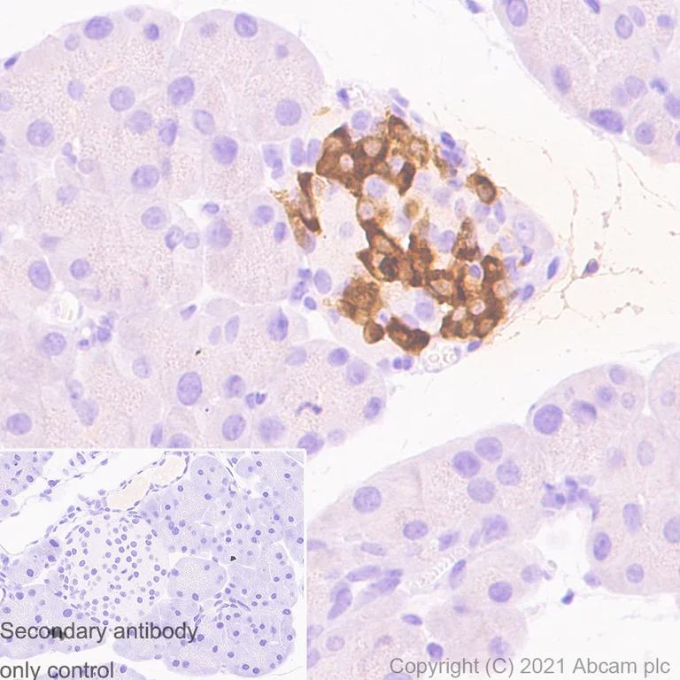 Immunohistochemistry (Formalin/PFA-fixed paraffin-embedded sections) - Anti-GLP-1 antibody [EPR4042-407] (AB111125)