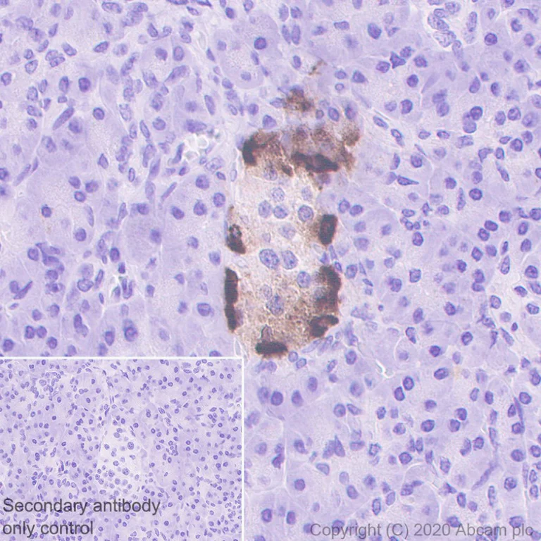 Immunohistochemistry (Formalin/PFA-fixed paraffin-embedded sections) - Anti-GLP-1 antibody [EPR4042-407] - BSA and Azide free (AB247938)