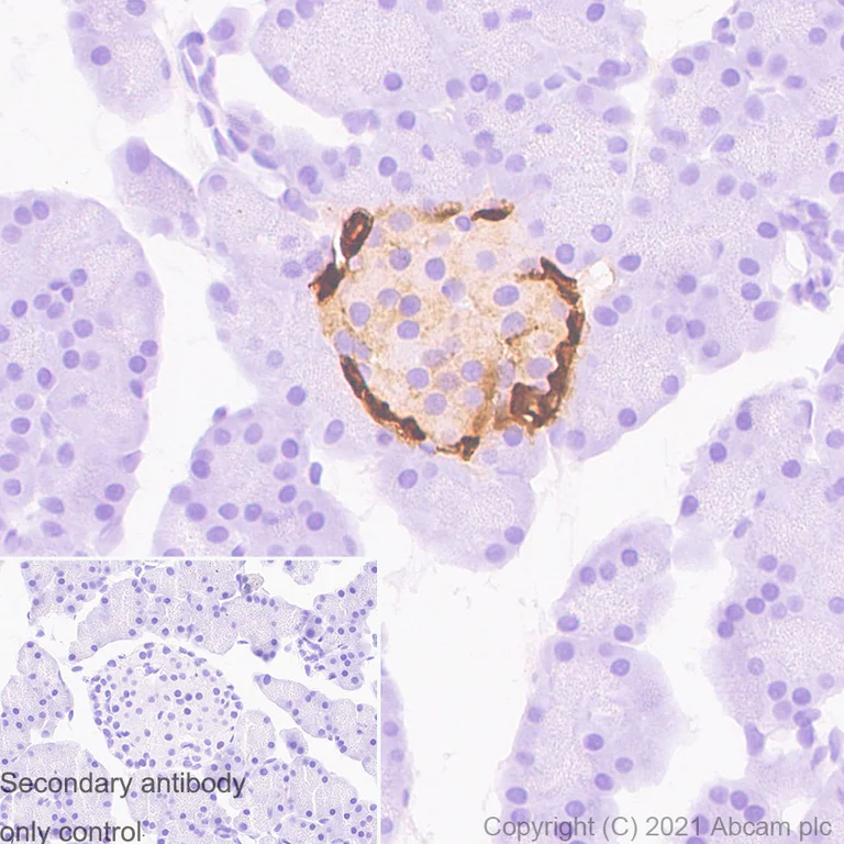 Immunohistochemistry (Formalin/PFA-fixed paraffin-embedded sections) - Anti-GLP-1 antibody [EPR4042-407] - BSA and Azide free (AB247938)