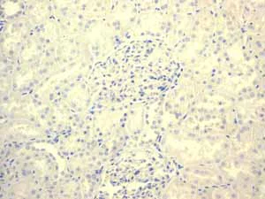 Immunohistochemistry (Formalin/PFA-fixed paraffin-embedded sections) - Anti-GLP-1 antibody [EPR4043] (AB133329)