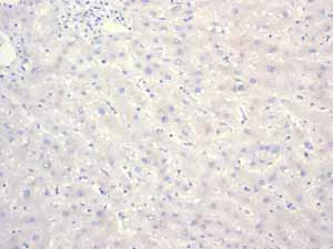 Immunohistochemistry (Formalin/PFA-fixed paraffin-embedded sections) - Anti-GLP-1 antibody [EPR4043] - BSA and Azide free (AB248479)