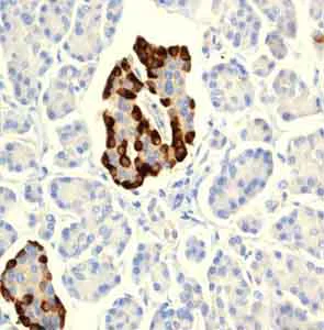 Immunohistochemistry (Formalin/PFA-fixed paraffin-embedded sections) - Anti-GLP-1 antibody [EPR4043] - BSA and Azide free (AB248479)