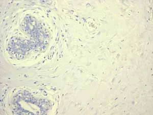 Immunohistochemistry (Formalin/PFA-fixed paraffin-embedded sections) - Anti-GLP-1 antibody [EPR4043] - BSA and Azide free (AB248479)