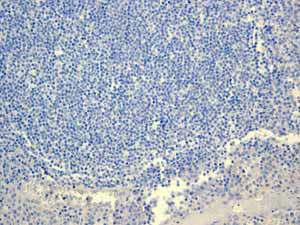 Immunohistochemistry (Formalin/PFA-fixed paraffin-embedded sections) - Anti-GLP-1 antibody [EPR4043] - BSA and Azide free (AB248479)