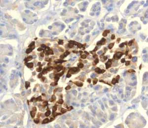 Immunohistochemistry (Formalin/PFA-fixed paraffin-embedded sections) - Anti-GLP-1 antibody [EPR4043] - BSA and Azide free (AB248479)
