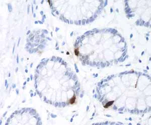 Immunohistochemistry (Formalin/PFA-fixed paraffin-embedded sections) - Anti-GLP-1 antibody [EPR4043] - BSA and Azide free (AB248479)