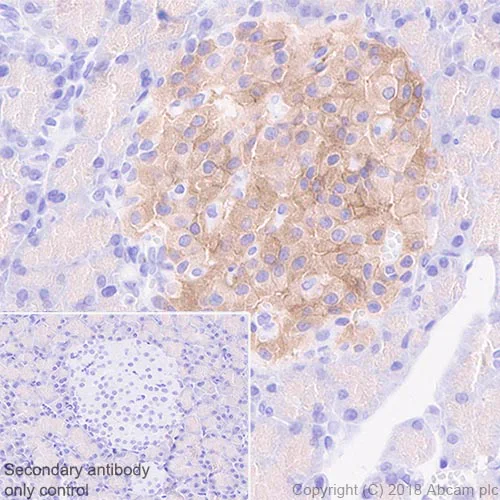 Immunohistochemistry (Formalin/PFA-fixed paraffin-embedded sections) - Anti-GLP-1R antibody [EPR21819] (AB218532)