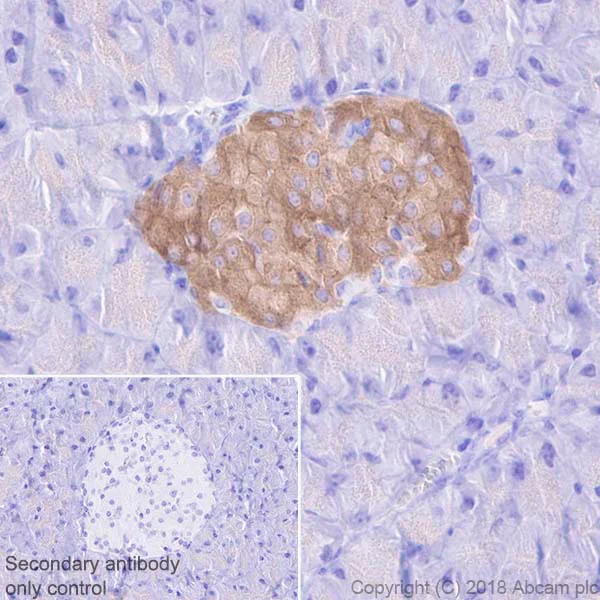 Immunohistochemistry (Formalin/PFA-fixed paraffin-embedded sections) - Anti-GLP-1R antibody [EPR21819] (AB218532)