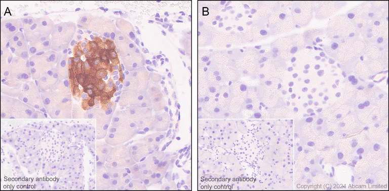 Immunohistochemistry (Formalin/PFA-fixed paraffin-embedded sections) - Anti-GLP-1R antibody [EPR21819] - BSA and Azide free (AB236269)