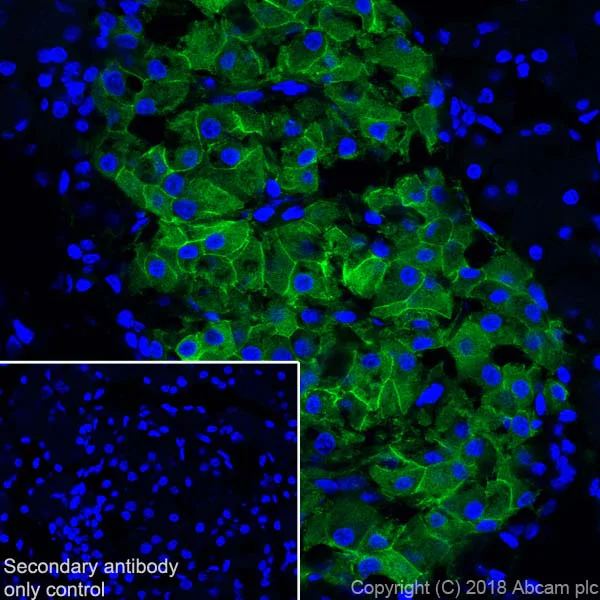 Immunohistochemistry (Frozen sections) - Anti-GLP-1R antibody [EPR21819] - BSA and Azide free (AB236269)