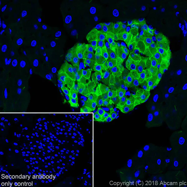 Immunohistochemistry (Frozen sections) - Anti-GLP-1R antibody [EPR21819] - BSA and Azide free (AB236269)
