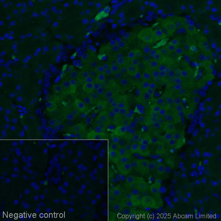 Immunohistochemistry (Formalin/PFA-fixed paraffin-embedded sections) - Anti-GLP-1R antibody [EPR21819] - Mouse IgG2a (Chimeric) (AB324027)