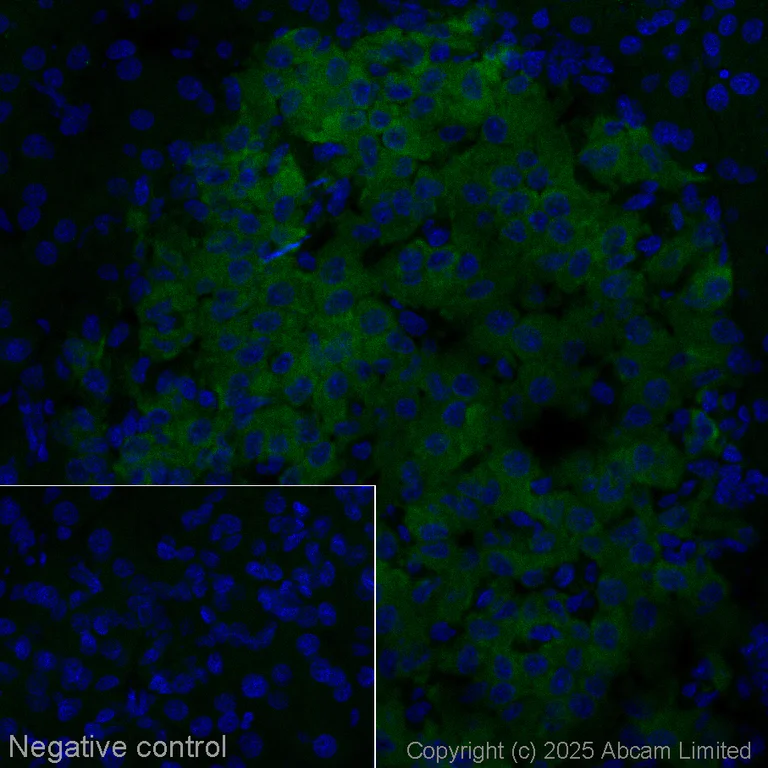Immunohistochemistry (Frozen sections) - Anti-GLP-1R antibody [EPR21819] - Mouse IgG2a (Chimeric) (AB324027)