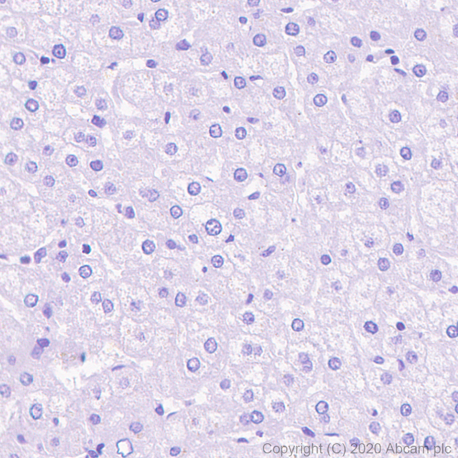 Immunohistochemistry (Formalin/PFA-fixed paraffin-embedded sections) - Anti-GLP-1R antibody [EPR23507-57] (AB254352)